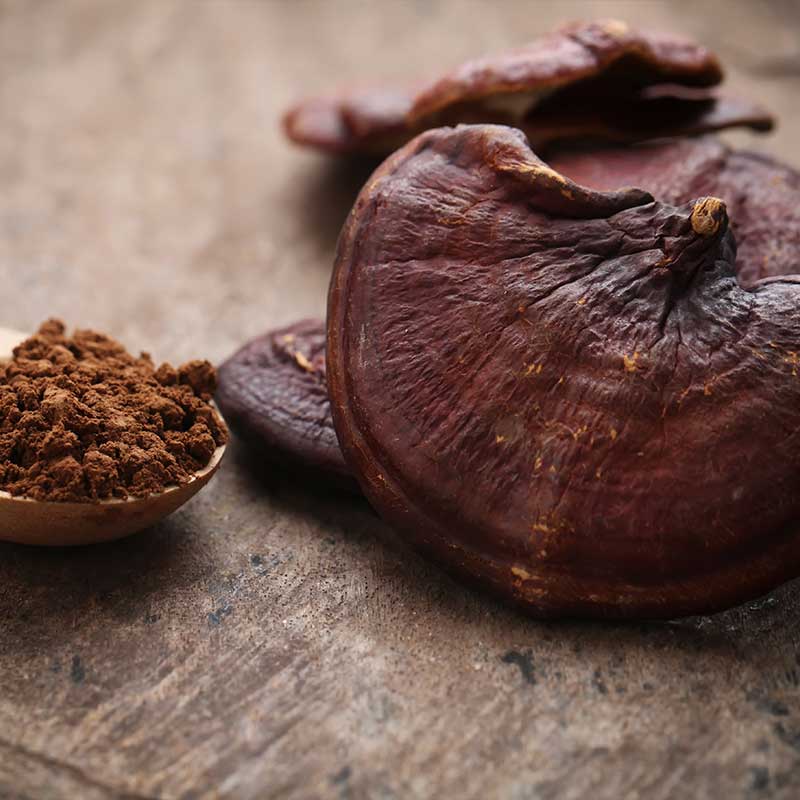 Reishi spore prah.jpg