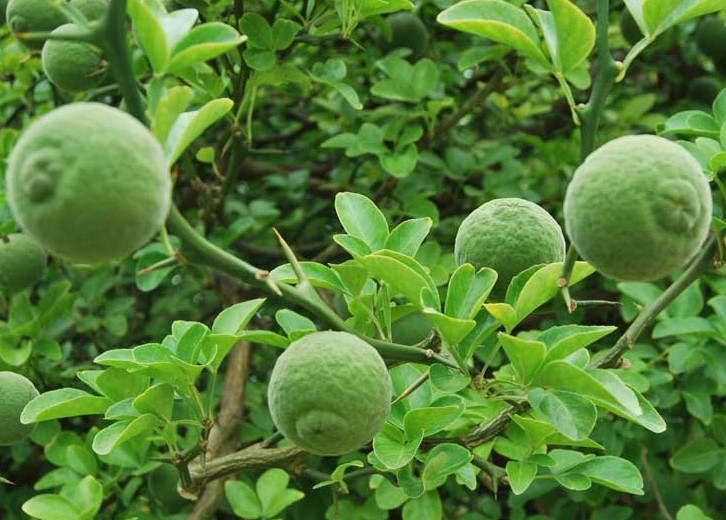 Ekstrakt ploda Poncirus Trifoliata.JPG