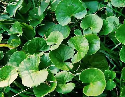 Gotu Kola Extract Powder.jpg Gotu Kola Extract Powder.jpg