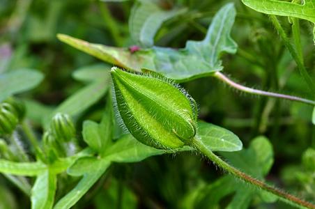 Abelmoschus sagittifolius Ekstrakt u prahu.jpg