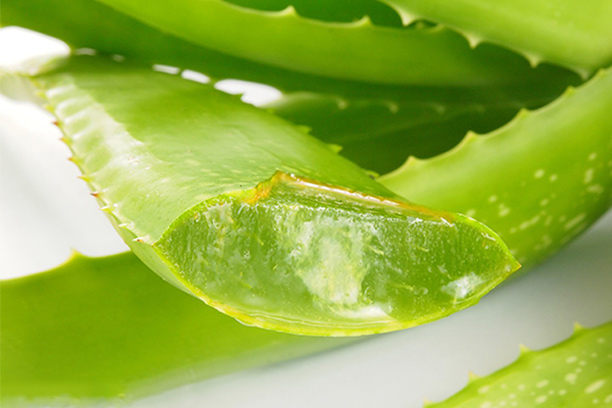 Kako ekstrahirati aloe veru.jpg