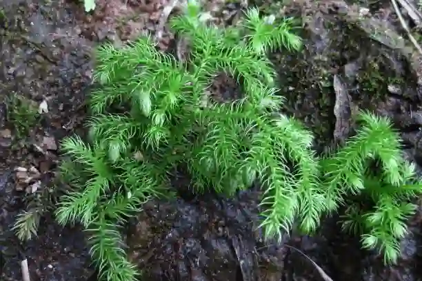ekstrakt lycopodium clavatum.webp