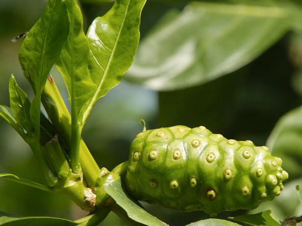 morinda officinalis -uute.webp