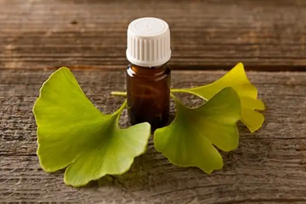 Ginkgo biloba dodatak.webp