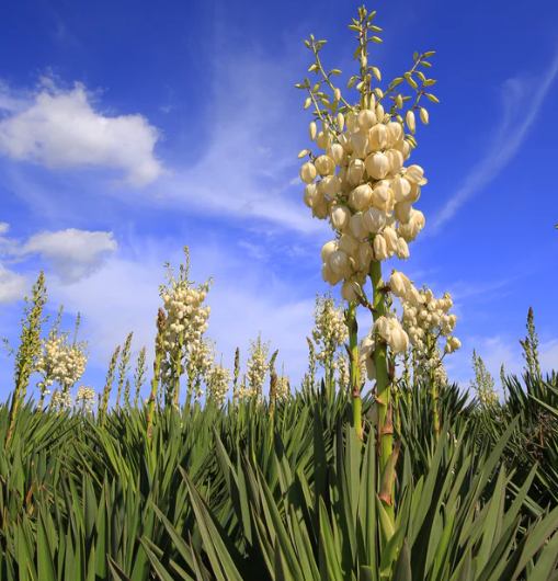 yucca шингэн ургамал.jpg