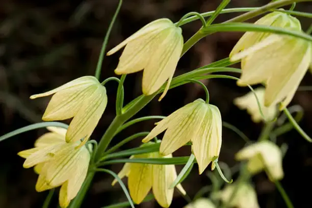 ekstrakt fritilarije Fritillaria.webp