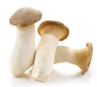 Органик хаан бүрээ мөөгний нунтаг.png