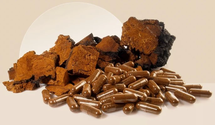 prednosti gljive chaga.jpg