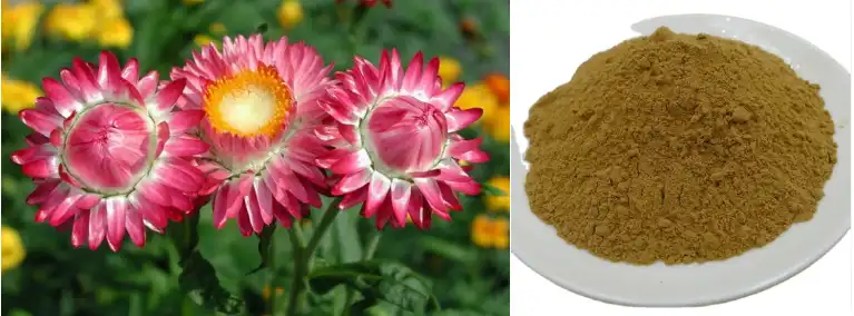Ekstrakt cvijeta Helichrysum Arenarium