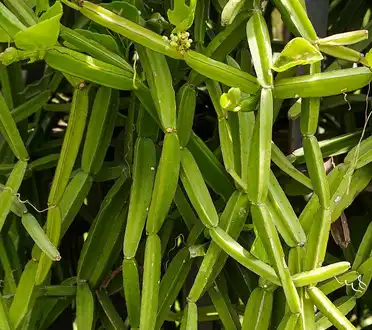 Cissus Quadrangularis Extract Cissus Quadrangularis Extract