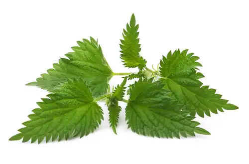 Nettle Root Powder Nettle Root Powder