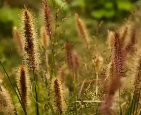 horsetail extract powder horsetail extract powder