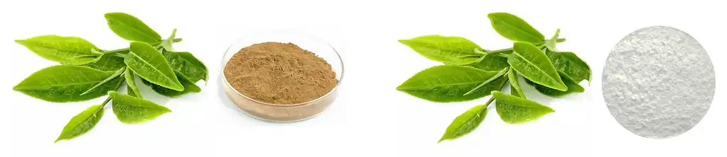 EGCG Powder EGCG Powder