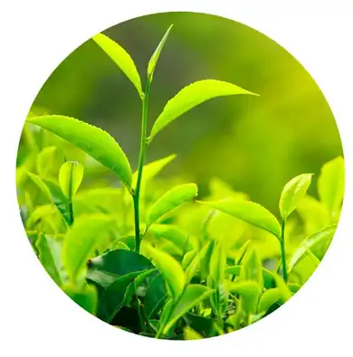 green tea powder green tea powder