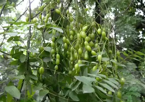 Genistein u prahu