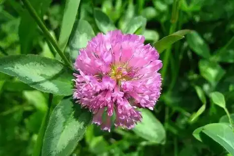 red clover extract red clover extract