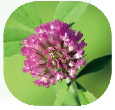 red clover isoflavones red clover isoflavones