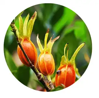 Gardenia Extract Gardenia Extract