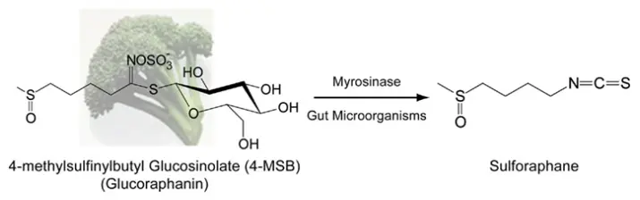 Sulforaphane powder Sulforaphane powder