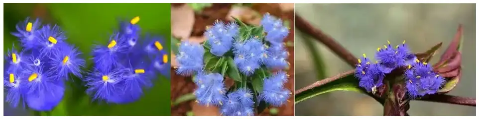 20-hydroxyecdysone 20-hydroxyecdysone