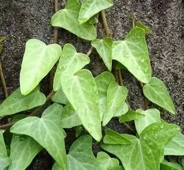 Hederagenin Hederagenin