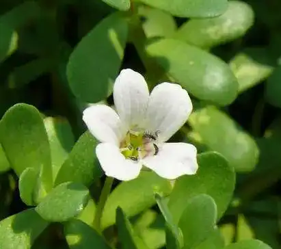 Bacopa Monniera Extract Bacopa Monniera Extract