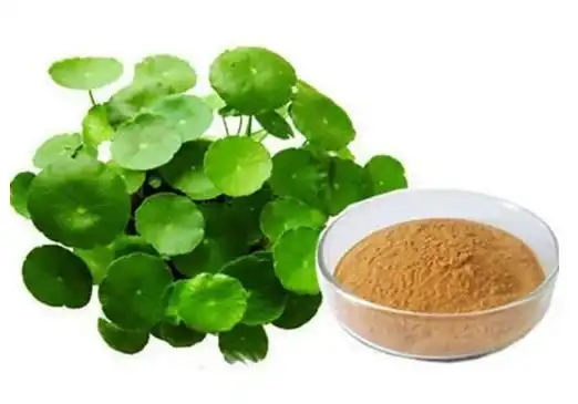 Bacopa Monniera Extract Powder Bacopa Monniera Extract Powder