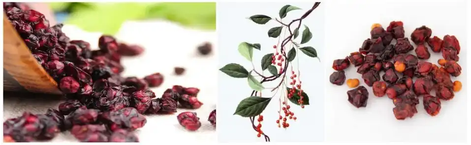 Fructus Schisandrae Chinensis Fructus Schisandrae Chinensis