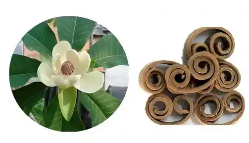 Magnolia Liliiflora Extract Magnolia Liliiflora Extract