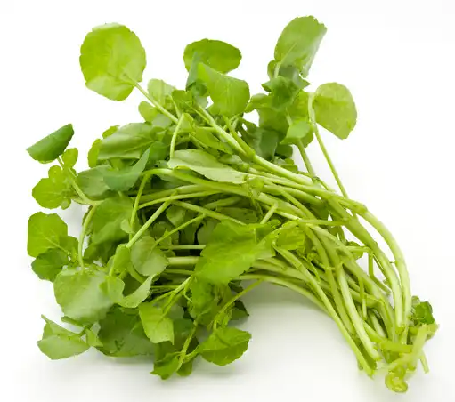 watercress extract watercress extract