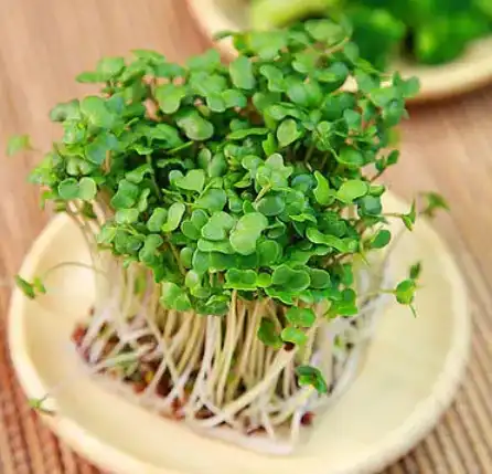 watercress extract powder watercress extract powder