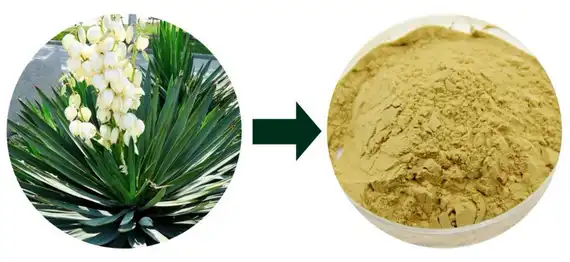 make yucca extract make yucca extract