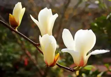 Magnolia Liliiflora flower extract Magnolia Liliiflora flower extract