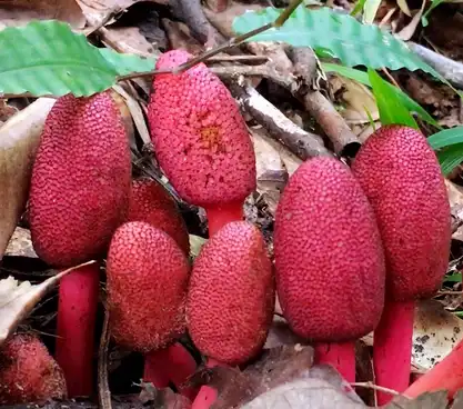 Ekstrakt Balanophorae Laxiflora