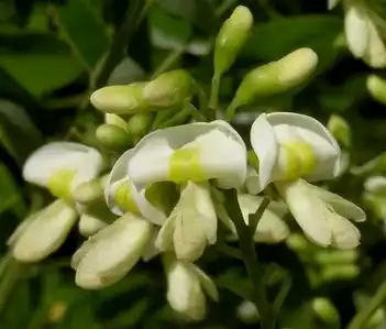 Sophora Japonica Extract Sophora Japonica Extract