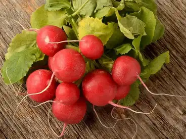 China Red Radish Color Manufacturers Suppliers Factory - Wholesale Bulk ...