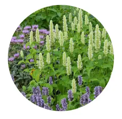 Achyranthes polysaccharides Achyranthes polysaccharides