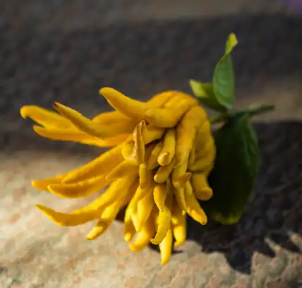 Bergamot extract Bergamot extract