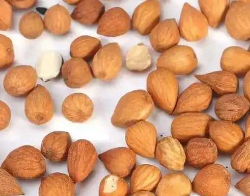 Prunus Japonica Extract Support Immune Health Prunus Japonica Extract Support Immune Health