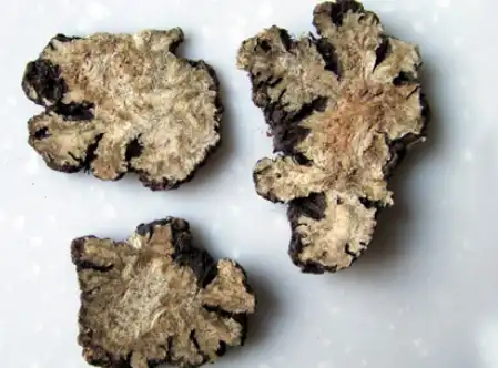 Ligusticum Striatum Root Ligusticum Striatum Root