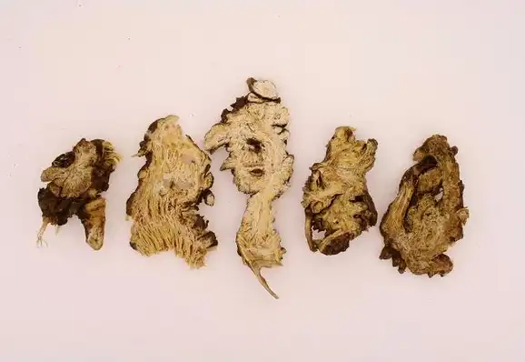 Ligusticum jeholense extract Ligusticum jeholense extract