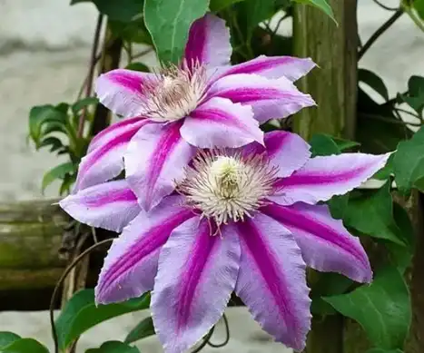 Clematis Benefits Clematis Benefits