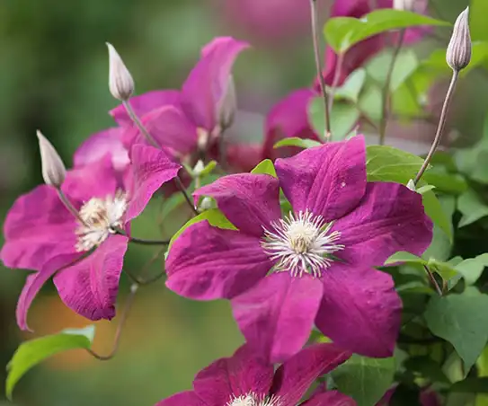 clematis extract clematis extract