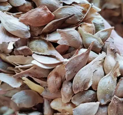 Acer Truncatum Extract Acer Truncatum Extract