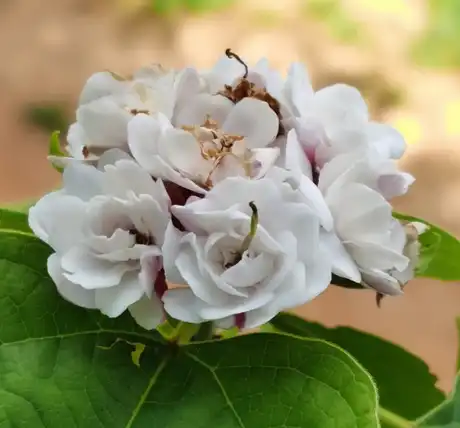 Clerodendrum Fragrans Extract Clerodendrum Fragrans Extract