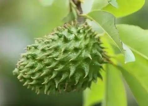 Ficus Pumila Extract Ficus Pumila Extract