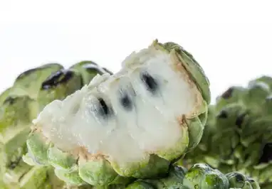 Ficus Pumila Ficus Pumila