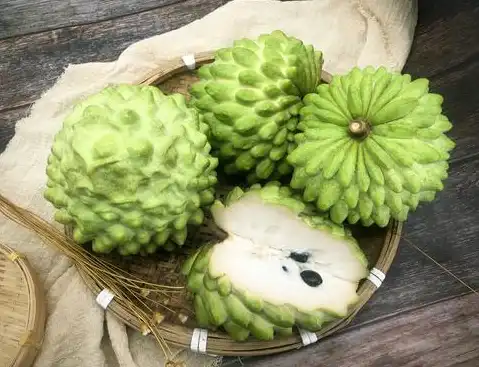 Ficus Pumila  Ficus Pumila