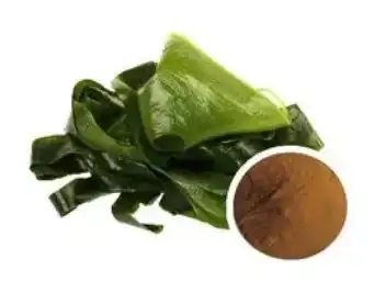 seaweed extract seaweed extract