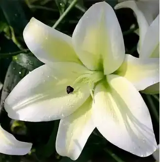 Lily Extract powder Lily Extract powder